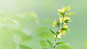 小清新风格的花草图片_8