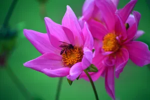 大丽花图片_10