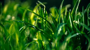 绿色花草草丛图片_7