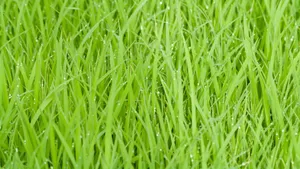 绿色花草草丛图片_11