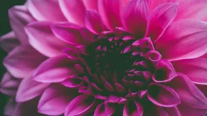 高清菊花图片大全_2
