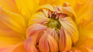高清菊花图片大全_3