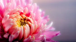 高清菊花图片大全_4