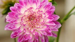 高清菊花图片大全_5