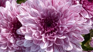 高清菊花图片大全_6