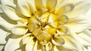 高清菊花图片大全_7