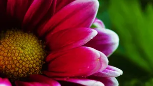 高清菊花图片大全_8
