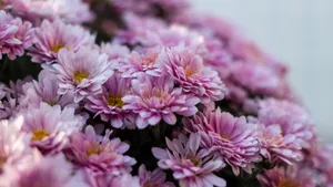 高清菊花图片大全_9