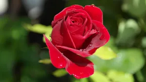 高清玫瑰花图片_4