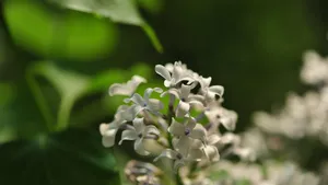 5k丁香花高清图片_2