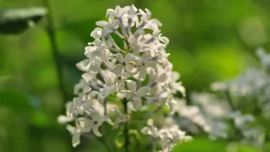 5k丁香花高清图片_3