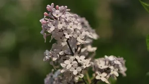 5k丁香花高清图片_4