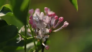 5k丁香花高清图片_5