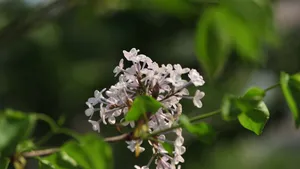 5k丁香花高清图片_6