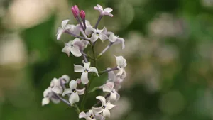 5k丁香花高清图片_7
