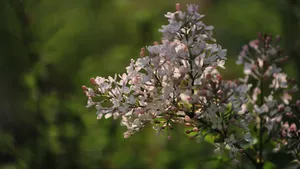 5k丁香花高清图片_8