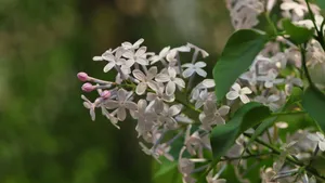 5k丁香花高清图片_9