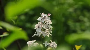 5k丁香花高清图片_10