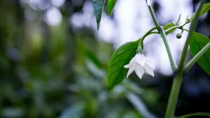 雨后辣椒辣椒树图片_4