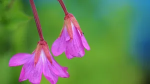 紫红色的花朵图片大全_2