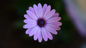 紫红色的花朵图片大全_4