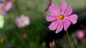紫红色的花朵图片大全_5