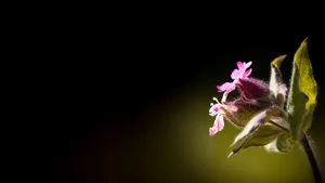 紫红色的花朵图片大全_6