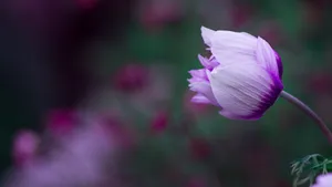 紫红色的花朵图片大全_8