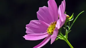紫红色的花朵图片大全_9