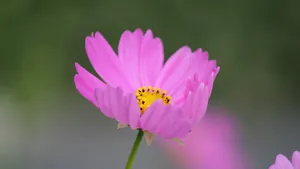 紫红色的花朵图片大全_10