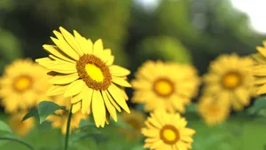 高清黄色的花朵特写图片_2