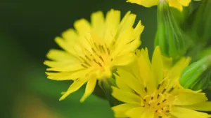 高清黄色的花朵特写图片_3