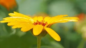 高清黄色的花朵特写图片_5