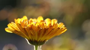 高清黄色的花朵特写图片_6