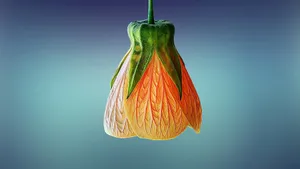高清黄色的花朵特写图片_8