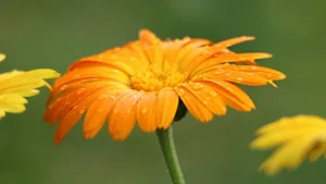 高清黄色的花朵特写图片_9