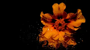 高清黄色的花朵特写图片_10