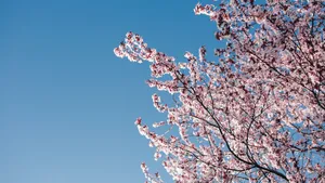 樱花图片_2