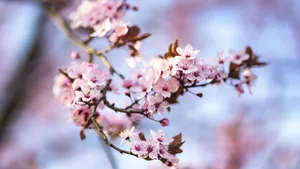 樱花图片_5