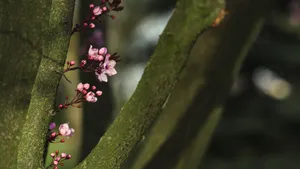 樱花图片_6