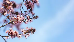 樱花图片_7