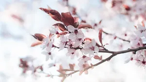 樱花图片_8