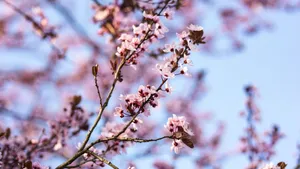 樱花图片_9