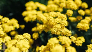 高清油菜花图片