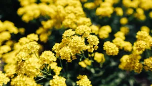 高清油菜花图片_2