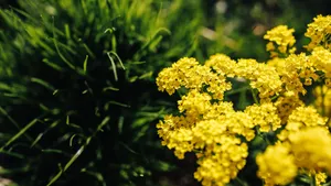 高清油菜花图片_3