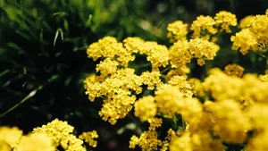 高清油菜花图片_4