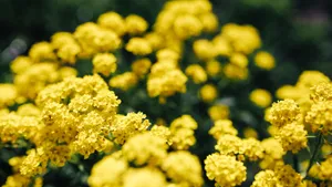 高清油菜花图片_6