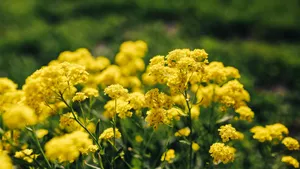 高清油菜花图片_7