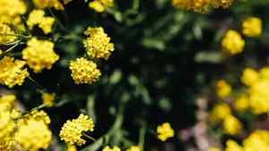 高清油菜花图片_8